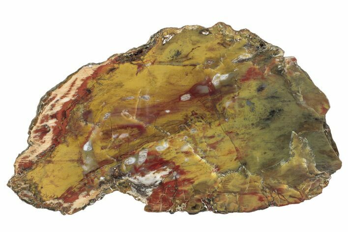 Colorful Polished Petrified Wood Slab - Texas #285138